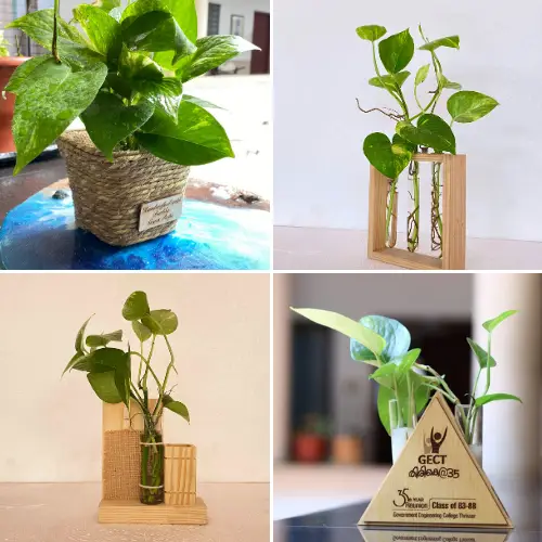 Table Top Planters
