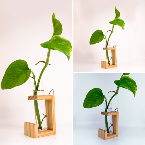 Evergreen Live Planterv C Small.webp