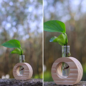 Evergreen Live Planter Circle Std