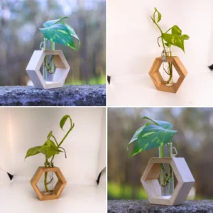 Evergreen Live Planter Hexagon Std