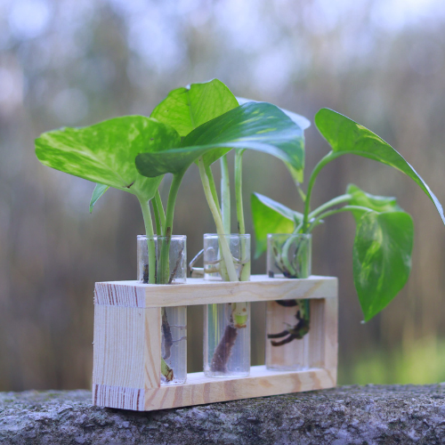 Evergreen Live Planter Rectangle 3 in 1