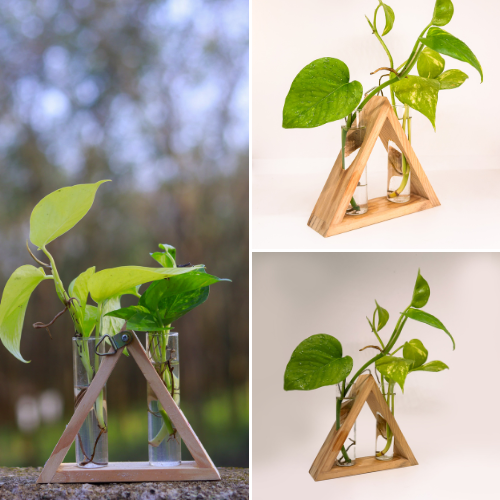 Evergreen Live Planter Triangle Std